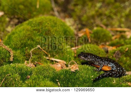 A Blue-spotted Salamander crawling over moss in the woods.
