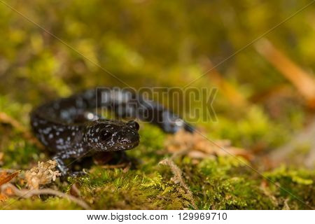 A close up of a young Blue-spotted Salamander