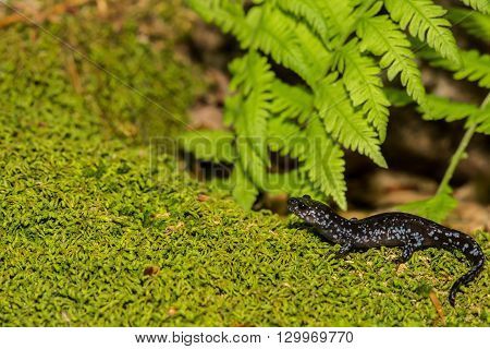 A Blue-spotted Salamander crawling over a bed of moss near a vernal pool.