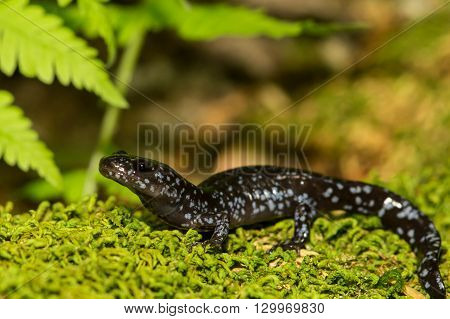 A close up of a Blue-spotted Salamander