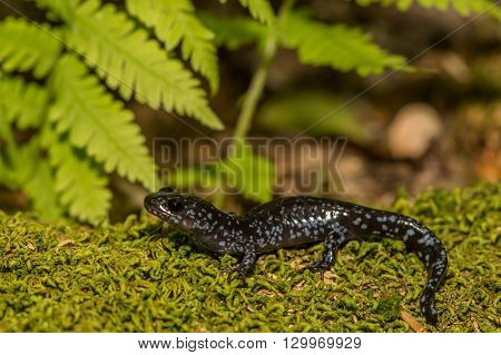 A Blue-spotted Salamander on a bed of moss.