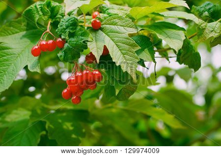Bunches of red berries on Guelder rose or Viburnum opulus shrub, summer season