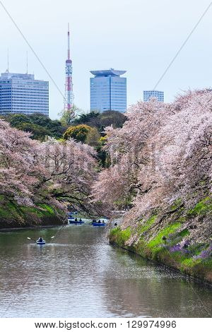 Chidorigafuchi park during the spring season this area is popular sakura spot at Tokyo Japan.