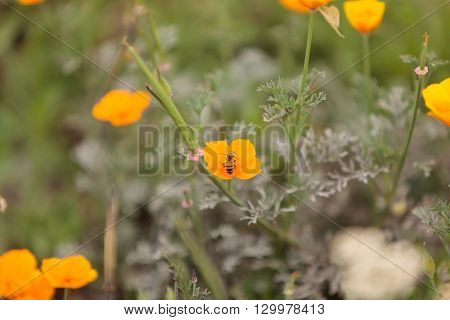 Honeybee, Hylaeus, gathers pollen on a flower in Southern California, United States.