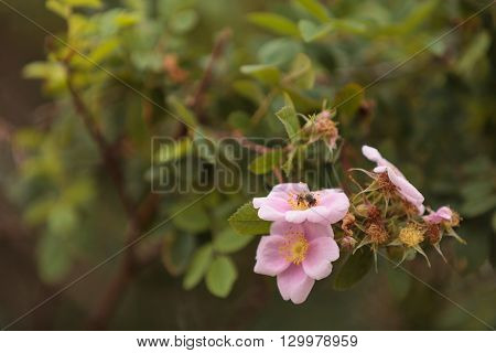 Honeybee, Hylaeus, gathers pollen on a wild rose flower in Southern California, United States.