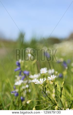 greater stitchwort and blue wild flowers in nature