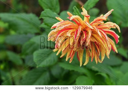 Closeup of home grown Fimbriated Dahlia flower in yellow with a splash of red