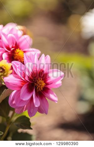 Pink Dahlia flower called Fascination is found in Mexico and is the national flower.
