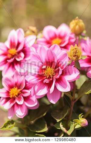 Pink Dahlia flower called Fascination is found in Mexico and is the national flower.