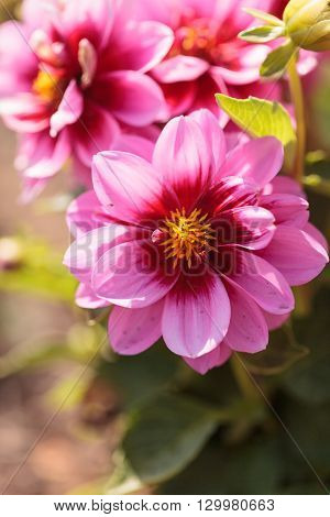 Pink Dahlia flower called Fascination is found in Mexico and is the national flower.