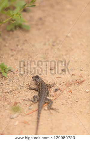 Brown common fence lizard, Sceloporus occidentalis, perches on the edge of a burrow in the sand at a marsh in California.