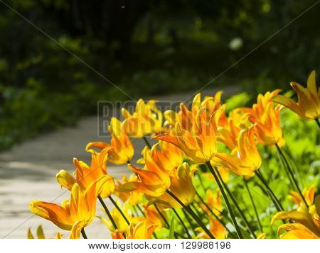 Blooming orange tulips backlighted afternoon with bokeh background selective focus shallow DOF