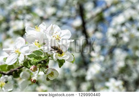 apple-tree flowers on a clear sunny day