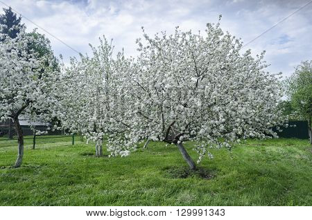 apple-tree flowers on a clear sunny day