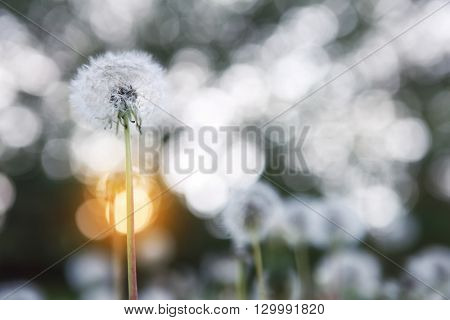 Dandelion seed head with the setting sun, soft focus, dreamy image, shallow focus