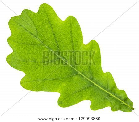 Oak leaf isolated on white. Clipping Path included.