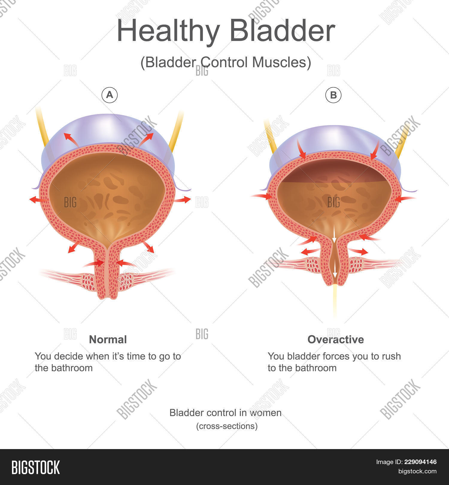 Bladder Human Bladder Image & Photo (Free Trial) | Bigstock