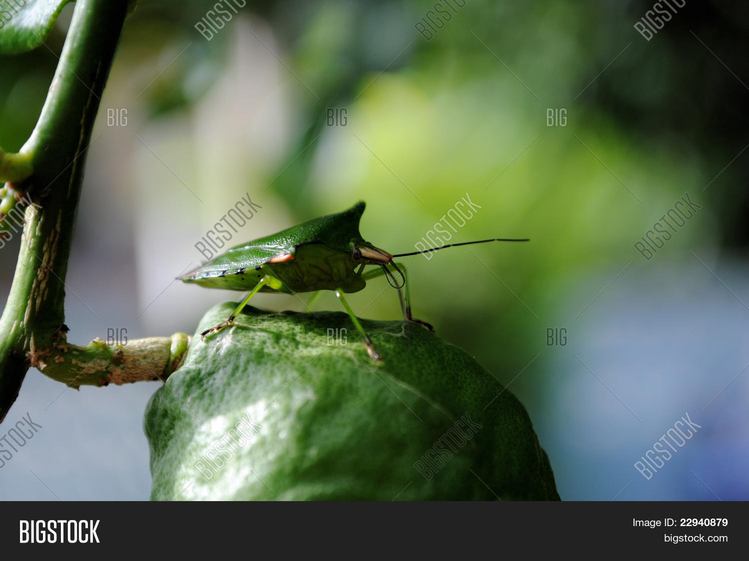 Image Preview