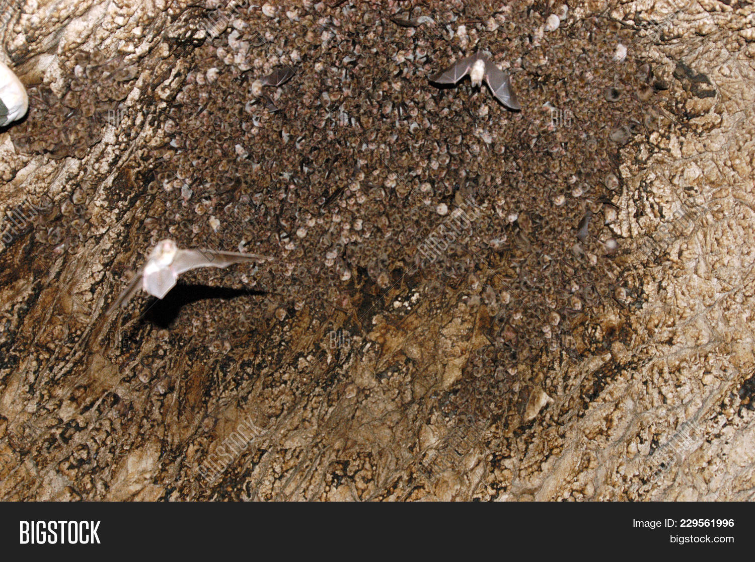 Colony Bats Cave Image & Photo (Free Trial) | Bigstock