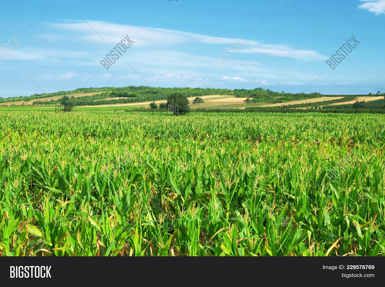 Corn Field Near Image & Photo (Free Trial) Bigstock