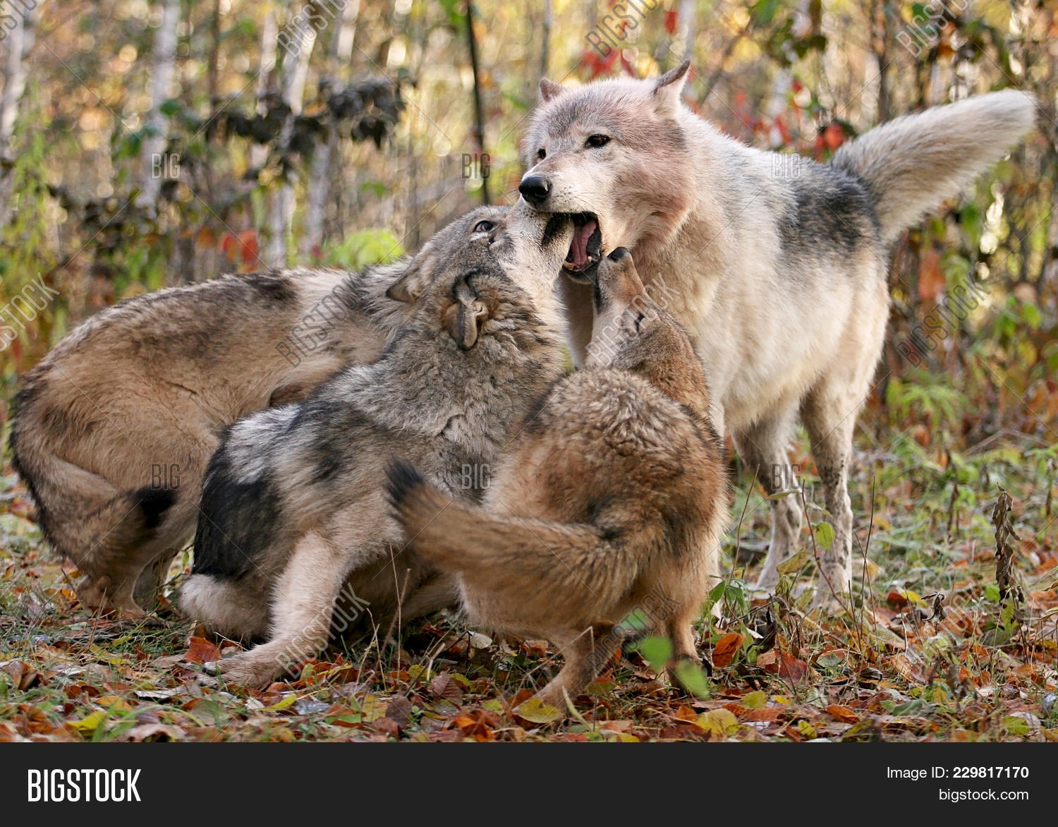Close Image Wolf Pack Image & Photo (Free Trial) Bigstock