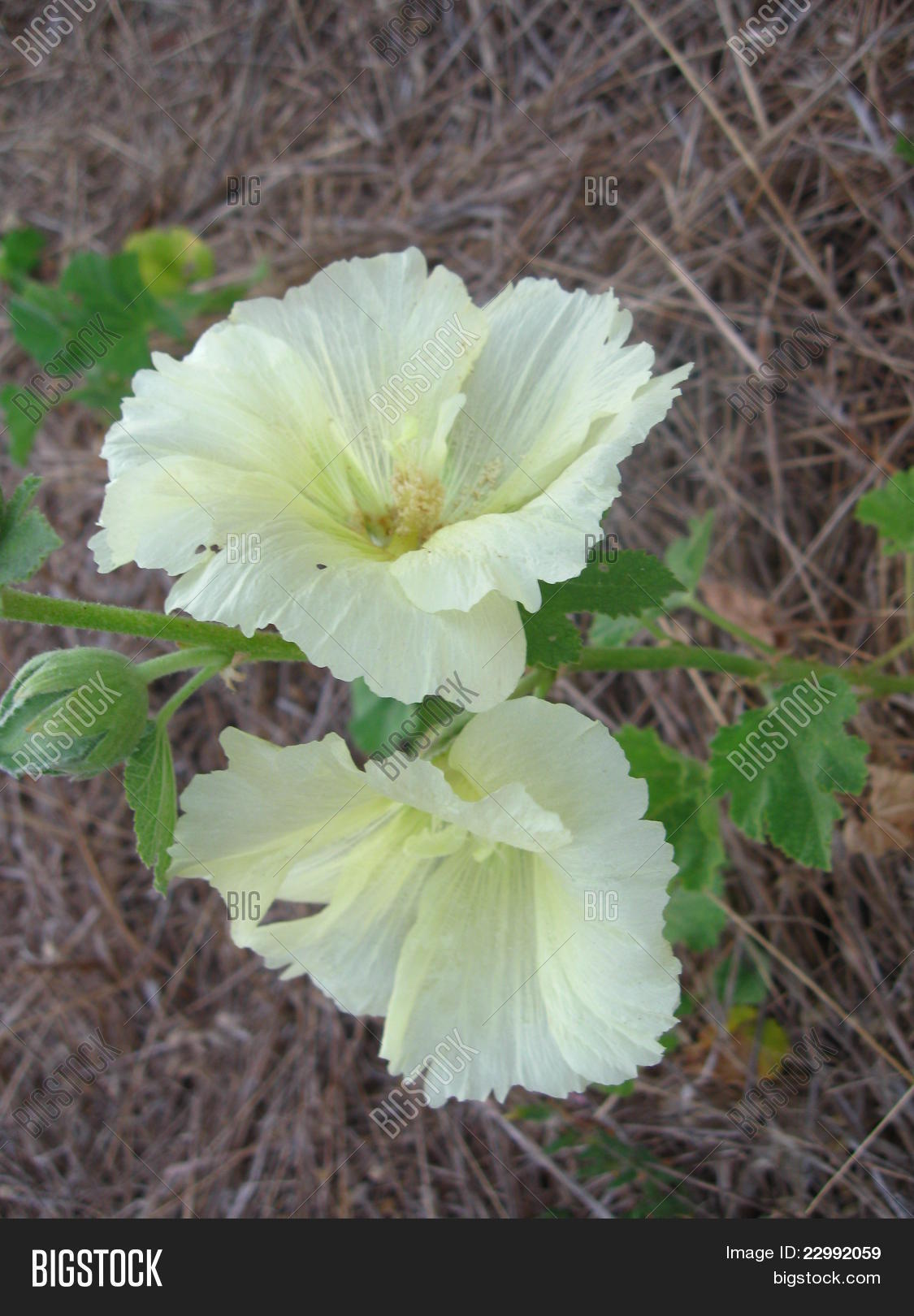 White Large Flower Image & Photo (Free Trial) Bigstock
