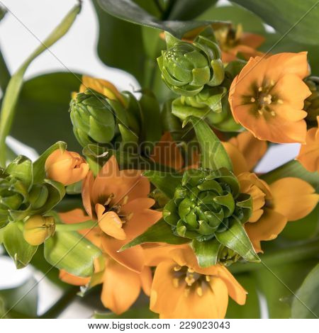 Blooming Yellow Ornithogalum Dubium On A White Background