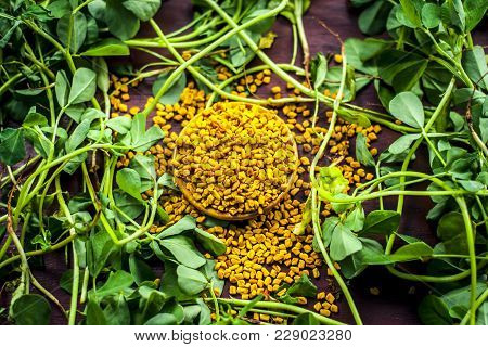 Close Up Of Fresh Raw Fenugreek With Its Seed On A Brown Wooden Surface In  Dark Gothic Colors.it Is