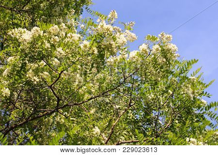 Blooming Flowers Of White Acacia Tree In A Park At Spring.