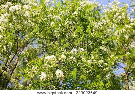 Blooming Flowers Of White Acacia Tree In A Park At Spring.