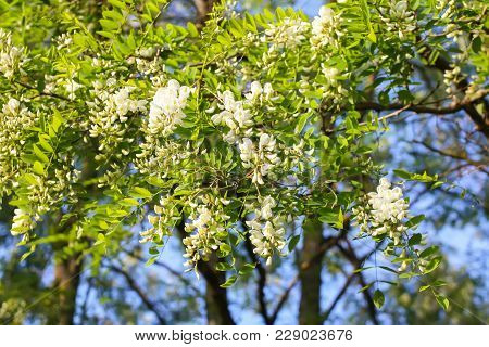 Blooming Flowers Of White Acacia Tree In A Park At Spring.