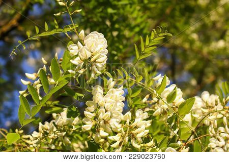 Blooming Flowers Of White Acacia Tree In A Park At Spring.