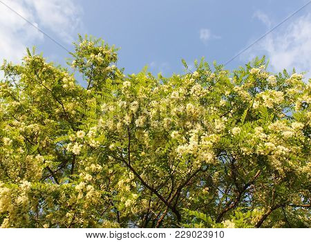Blooming Flowers Of White Acacia Tree In A Park At Spring.