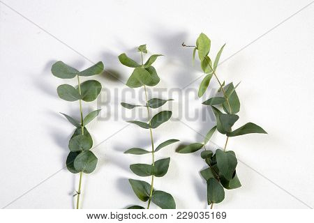 Asmanian Blue Gum, Blue Gum Eucalyptus Eucalyptus Globulus, Twig With Leaves, Studio Picture. Card. 