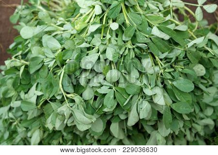 Fresh-gathered Rich Harvest From A Tree - Moringa Leaves