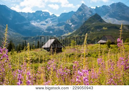 Summer View To Hala Gasienicowa In Valley, Tatra Mountains Zakopane Poland