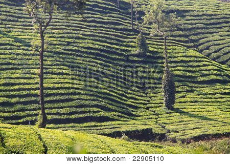 Teeplantagen In Wayanad