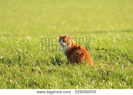 A Cat Enjoy Sunshine In The Back Yard
