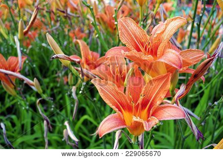 Orange Lilies Are In The Garden. Flower Background