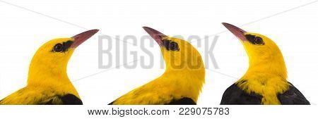 Portraits Eurasian Golden Oriole (oriolus Oriolus) Isolated On A White Background