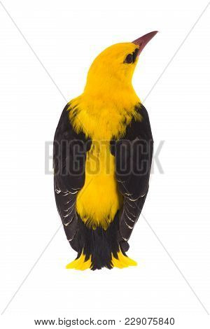 Eurasian Golden Oriole (oriolus Oriolus) Isolated On A White Background