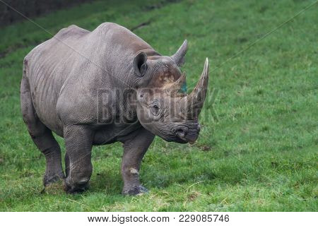 Photo Of A Beautiful Black Rhino Walking On Grass