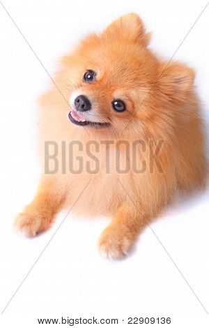 pomeranain hond
