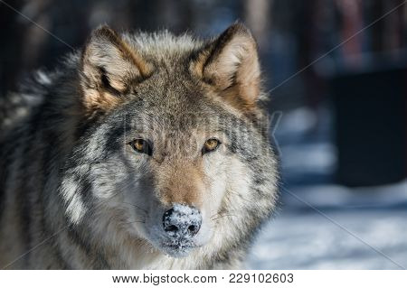 A Timber Wolf In The Snowy Forest