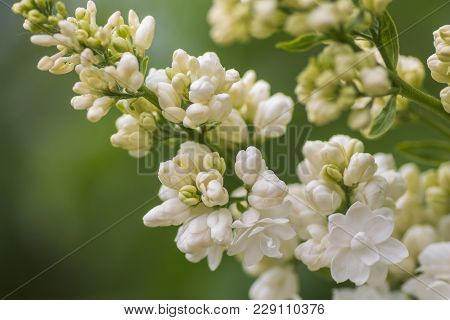 Lush White Lilac Flower. Buds And Blossoming Flower On A Branch.