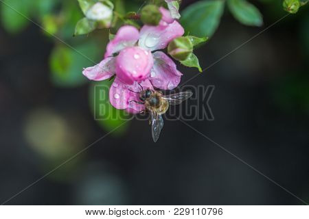 Honey Bee Collects Nectar From A Pink Rose Flower. A Rose Flower Close-up. Detailed Image Of The Bee