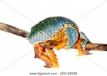 The Fringe Tree Frog, Cruziohyla Craspedopus, Isolated On White Background