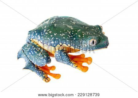 The Fringe Tree Frog, Cruziohyla Craspedopus, Isolated On White Background