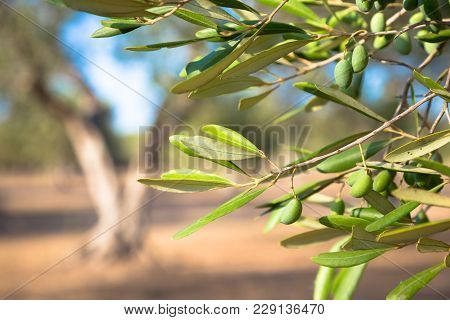 Olive Tree In South Italy