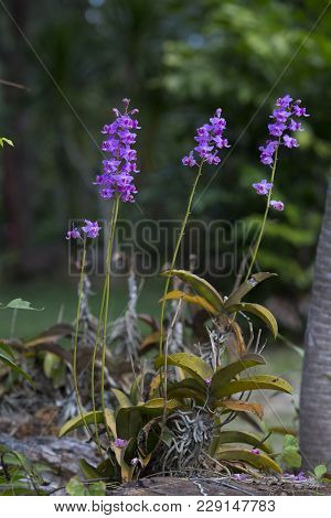 Doritis Pulcherrima , Orchid Garden At Winter Or Spring Day For Postcard Beauty And Agriculture Idea